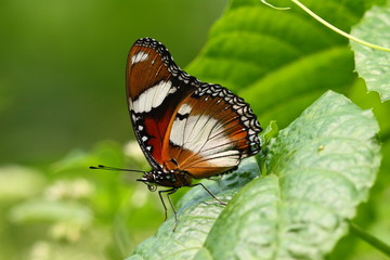 Alive monarch butterfly on green leaf