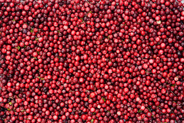 Wild cranberries