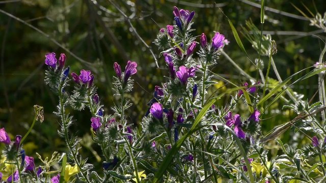flores moradas