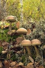 Fototapeta premium Mooshrooms.White Birch Bolete.