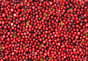 Wild cranberries