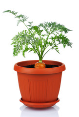 Carrot in plastic pot