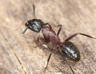 Macro photo of a Carpenter ant