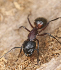 Macro photo of a Carpenter ant
