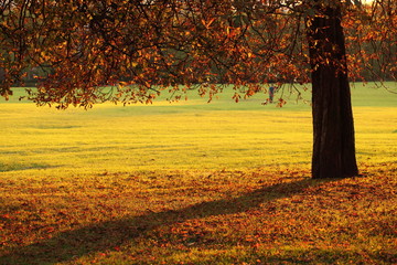 Autumn in park