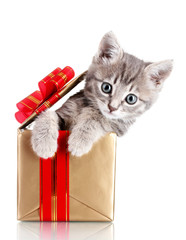 Funny kitten in golden gift box isolated on white © Africa Studio