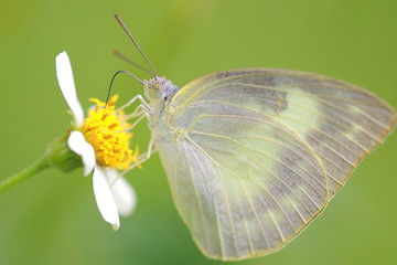 beautiful butterfly