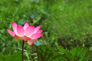 lotus