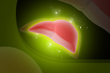 3d rendered Digital illustration of Liver on colour background