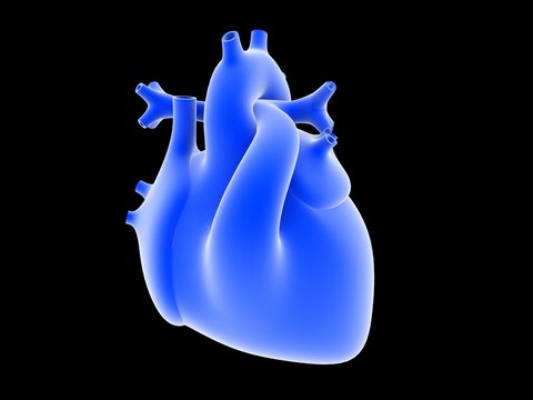 3d rendered human heart isolated on black background