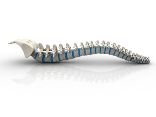 Human spine isolated on white background