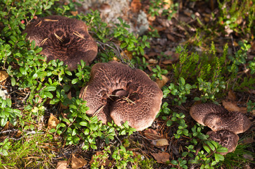 Brown mushrooms