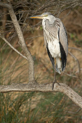 héron cendré perché