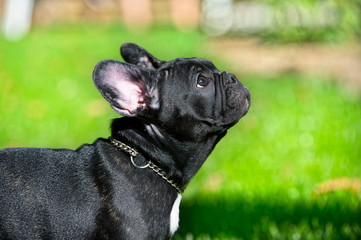 French bulldog puppy