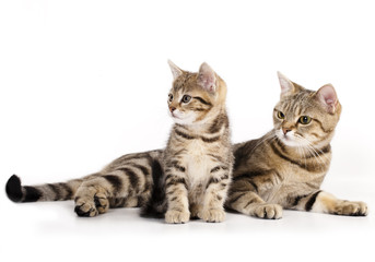 Obraz premium little kitten European breeds