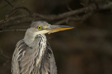 heron cendré