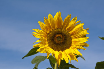 Big bright Sunflower