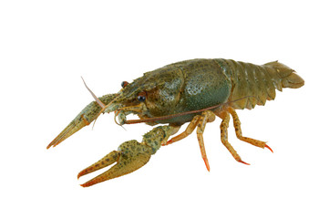 Crayfish isolated on white background