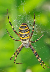 Female wasp spider (Argiope Bruennichi) on the web