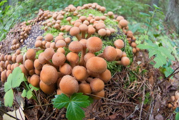 Forest Mushrooms on a stump