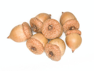 acorns