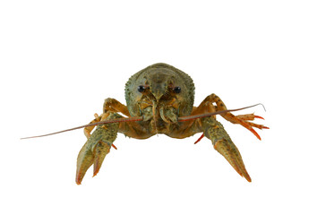 Crayfish isolated on white background