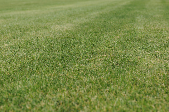 Green grase closeup