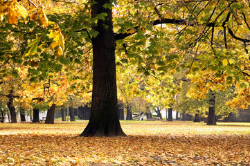 Trees in park in autumn season