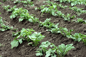 potato field