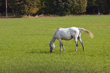 Obraz na płótnie Canvas White horse grazing on the green lush meadow