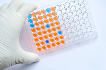 96 wells plate with solution