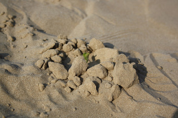 germoglio nella sabbia