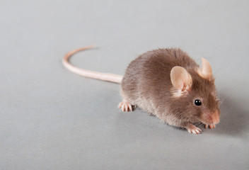 laboratory mouse