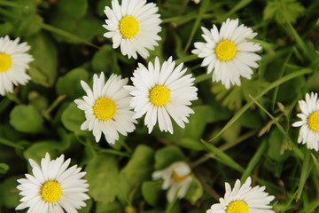 Obraz premium White daisies