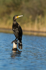 cormoran pech&eacute;