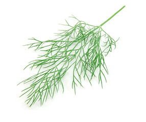 Green fennel leaf isolated on white background