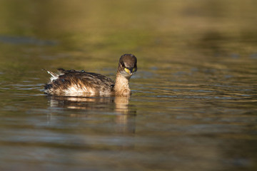 grebe castagneux
