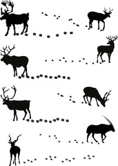 deers and its tracks isolated on white