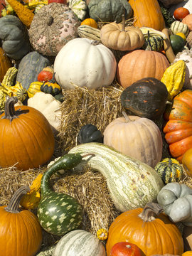 Colorful pile of pumpkins. Different shapes and colors.