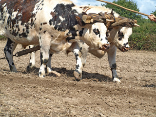 Attelage de boeufs au travail
