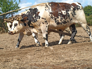 Attelage de boeufs