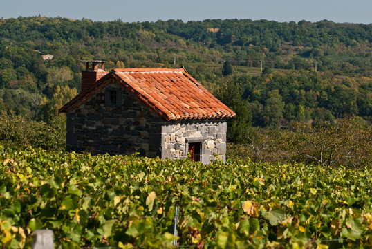vignoble