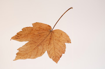 einzelnes Ahornblatt