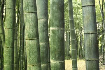 Stickers pour porte Bambou fond de forêt de bambou
