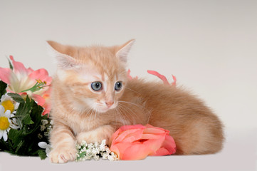 Gattino rosso con orecchie abbassate e fiori