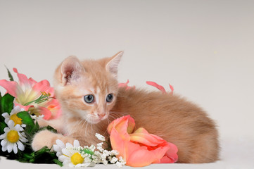 Gattino rosso e fiori