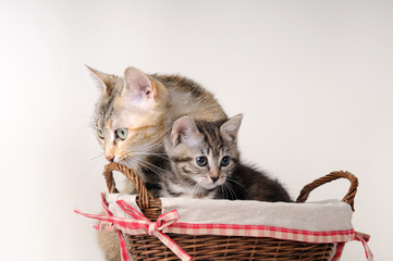 Mamma gatta con micino