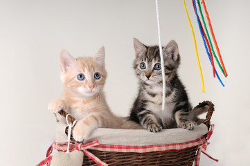 Coppia i gattini che giocano