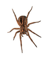 A wolf spider ready to pounce.