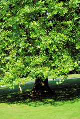 deciduous tree a maple with a shade on a green short-haired lawn